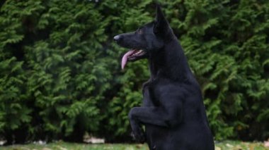 Siyah Alman çoban köpeği arka ayakları üzerinde duruyor, ön ayaklarını önünde tutuyor. Köpek pembe dilini dışarı çıkardı ve ağzından buhar çıkıyor. Ağır çekim. Kapat..