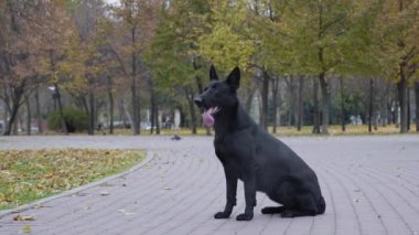 Siyah Alman çoban köpeği sonbahar parkında yürüyüşe çıktı. Köpek arka sokakta dili dışarıda oturur, sonra da arka ayakları üzerinde durur. Ağır çekim. Kapat..