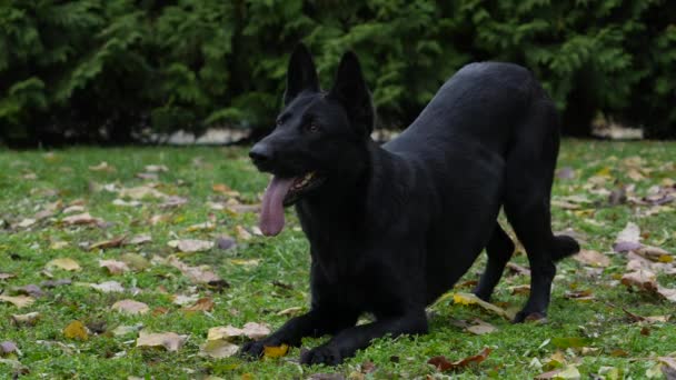 Un pastor alemán entrenado en un parque de otoño, preparándose para saltar, cayó sobre sus patas delanteras y se congeló en esta posición. Luego el perro se acuesta y se pone de pie a toda su altura. De cerca. Movimiento lento. — Vídeos de Stock