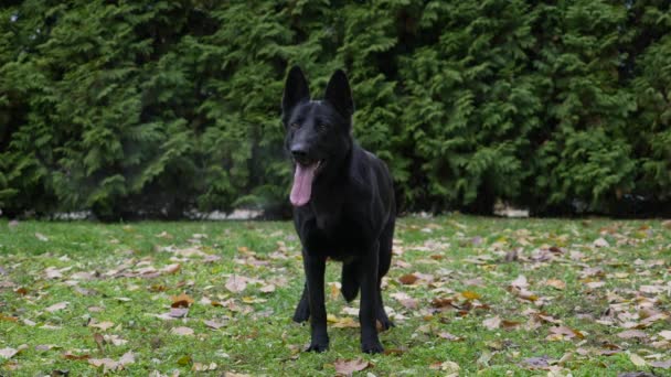 Vista frontale di un cane pastore tedesco in un parco autunnale su erba verde, cosparsa di foglie cadute. Il cane è in piena crescita, sporge la lingua, fa un passo avanti. Al rallentatore. Da vicino.. — Video Stock