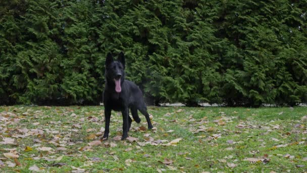 Ein schwarzer Schäferhund steht in vollem Wuchs in einem herbstlichen Park. Der Hund macht ein paar Schritte vorwärts und legt sich auf das grüne Gras, das mit abgefallenem Laub übersät ist. Aus nächster Nähe. Zeitlupe. — Stockvideo