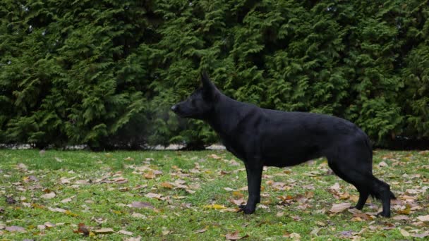 Seitenansicht eines schwarzen Schäferhundes in einem herbstlichen Park. Der Hund steht mit offenem Maul und herausgestreckter Zunge in einem Gestell und legt sich dann hin. Aus nächster Nähe. Zeitlupe. — Stockvideo