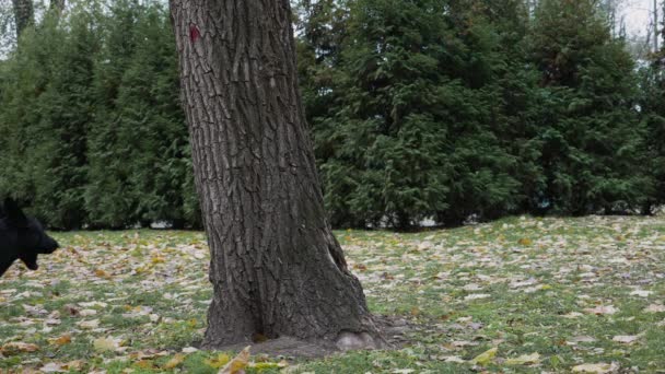 Een zwarte Duitse herder liep in een herfstpark naar een grote boom. Leunend op de stam van een boom met zijn voorpoten, staat de hond op zijn achterpoten met zijn tong uit. Langzame beweging. Sluiten.. — Stockvideo