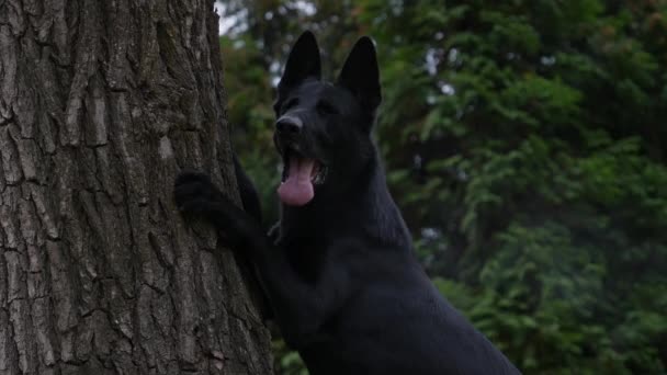 Zwarte Duitse herder staat met zijn voorpoten leunend op een boomstam in het park. Vreugdevol zijn tong uitsteken. Het concept van verzorging, spel en training van huisdieren. Langzame beweging. Sluiten.. — Stockvideo