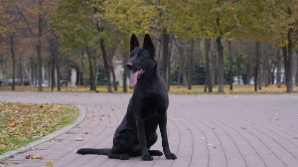 Sort Schæferhund for en tur i efteråret parken. Hunden sidder på gyden med tungen ude. Langsom bevægelse. Tæt på. – Stock-video