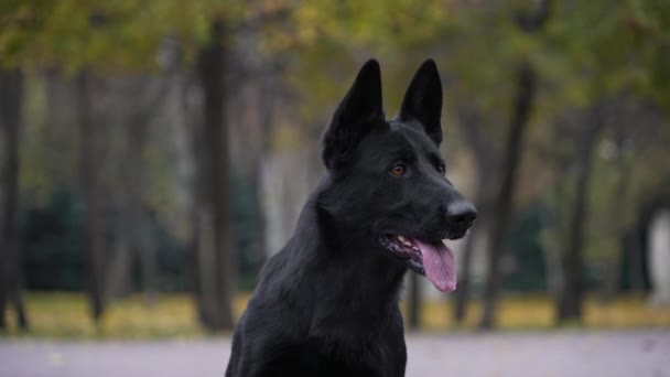 Retrato de un perro pastor alemán negro sobre un fondo borroso. Cerca del hocico de los perros, el vapor sale de la boca abierta con la lengua que sobresale. La mascota se sienta y se lame los labios. Movimiento lento. — Vídeo de stock