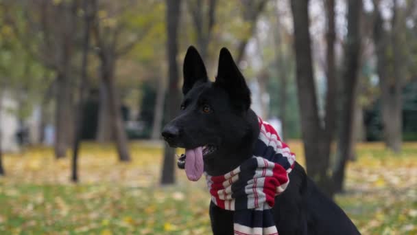 Na pozadí rozmazaného podzimního parku sedí černý pes německého ovčáka. Mazlíček se usměje s vyplazeným jazykem a na krku mu zahřívá teplý pruhovaný šátek. Zpomal. Zavřít. — Stock video