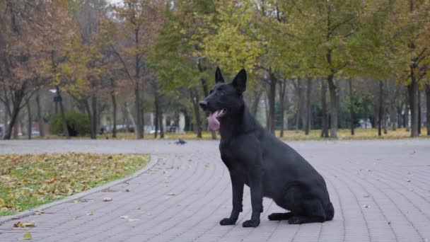 Černý německý ovčák na procházku podzimním parkem. Pes sedí v uličce s vyplazeným jazykem a pak se postaví na zadní nohy. Zpomal. Zavřít. — Stock video