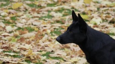 Sarı yaprakların bulanık arka planında güzel bir Alman çoban köpeğinin profil portresi. Köpeğin ağzını dışarı fırlayan bir dille kapat. Yavaş çekim.