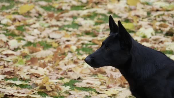 Profil portrét krásného německého ovčáckého psa na rozmazaném pozadí žlutého spadaného listí. Detailní záběr psí tlamy s vyčnívajícím jazykem. Zpomalený pohyb. — Stock video