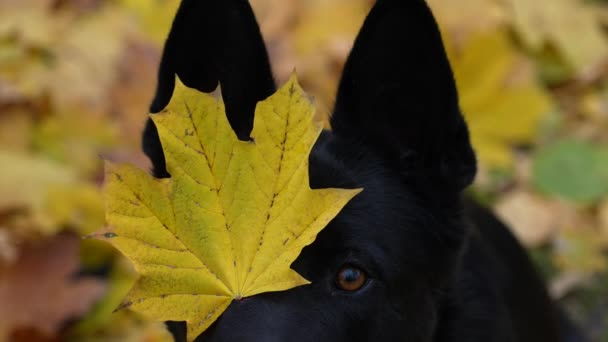 Porträt eines schönen schwarzen Schäferhundes auf verschwommenem Hintergrund des vergilbten Waldes. Großaufnahme einer Hundeschnauze mit einem gelben Ahornblatt auf dem rechten Auge. Zeitlupe. — Stockvideo