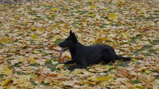 Roztomilý černý německý ovčák leží s jazykem v parku na spadlém listí. Listoví stále padá na vrcholek psa. Zavřít. Zpomalený pohyb. — Stock video