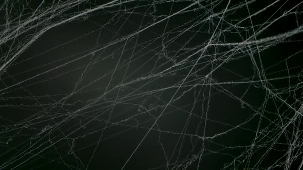 Spooky spider web on black studio background. Decorations for the celebration of the night of Halloween. Close up. Slow motion. — Stock Video