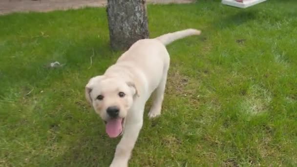 En härlig valp hund Labrador som springer till kameran utomhus på grässlätten. Långsamma rörelser — Stockvideo