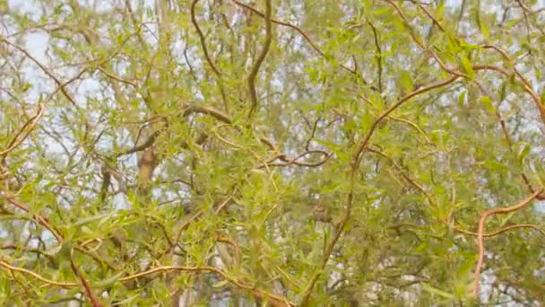 春の庭に若い小さな緑の葉で柳の木の枝を濡らす、スローモーション. — ストック動画