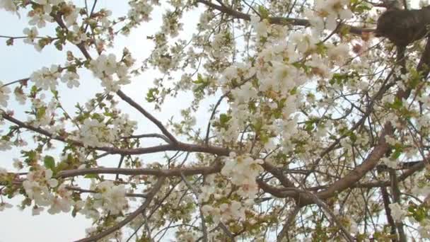Beautiful spring sunny floral backround. Closeup view of beautiful flowers of apricot tree isolated at blue sky. Slow motion. — Stock Video