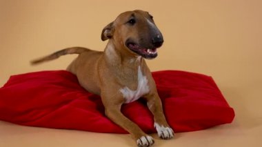 Bulltyrier cinsinden minyatür bir köpeğin portresi kırmızı bir yastıkta yatıyor. Sarı bir stüdyo arka planında arkadaş canlısı yetişkin bir hayvan pozu. Kapatın. Yavaş çekim.