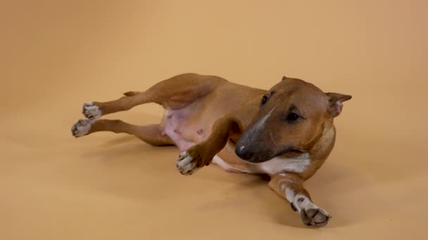 Nette Bullterrier-Hündin liegt mit ausgestreckten Beinen und wedelt freundlich mit ihrem Schwanz. Brauner reinrassiger Hund posiert auf gelbem Studiohintergrund. Aus nächster Nähe. Zeitlupe. — Stockvideo