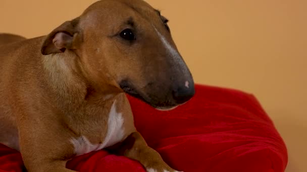 O retrato de um cão em miniatura da raça de toureiro está em um travesseiro vermelho. Amigável animal de estimação adulto posando em um fundo de estúdio amarelo. Cara de animal de perto. Movimento lento. — Vídeo de Stock