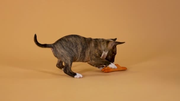 Alegre toro terrier cachorro corre y juega con su juguete de goma de cerdo. Brown mascota pequeña se divierte en el estudio sobre un fondo amarillo. De cerca. Movimiento lento. — Vídeos de Stock