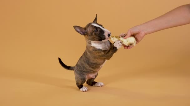 ブルターリエのかわいい茶色の子犬は、ナウを繁殖させ、その所有者によって保持される毛皮のおもちゃをかむ。純血種の小さなペットは黄色の背景でスタジオで楽しい遊びです。閉めろ。スローモーション. — ストック動画
