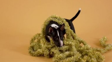 Minyatür teriyer köpek yavrusu Noel süslerini merakla kokluyor. Köpek yavrusu sarı bir stüdyo arka planında oynanan eğlenceli bir oyun. Kapatın. Yavaş çekim.