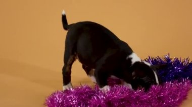 Minyatür köpek yavrusu, mor Noel süslerini merakla kokluyor. Köpek yavrusu sarı bir stüdyo arka planında oynanan eğlenceli bir oyun. Kapatın. Yavaş çekim.