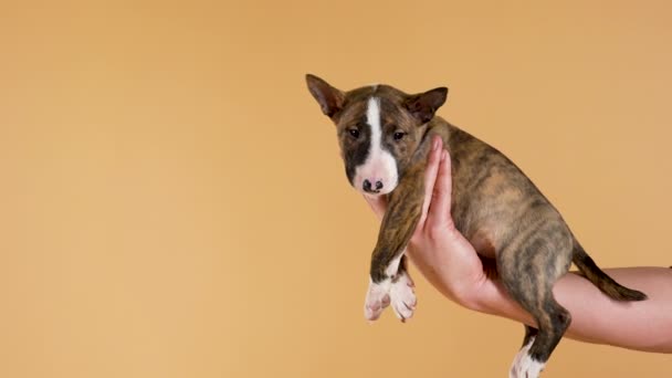 Demostración de un lindo cachorro de terrier de pura sangre. Las manos femeninas sostienen una pequeña mascota sobre un fondo amarillo de estudio. Vista lateral. De cerca. Movimiento lento. — Vídeo de stock