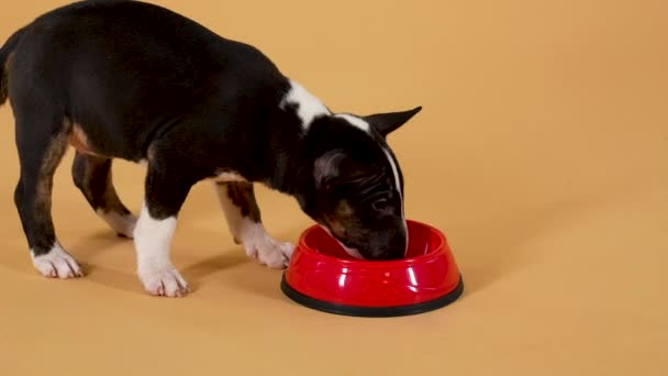 Funny brown white bull terrier puppy runs up to a red bowl and eats food. Small purebred dog enjoying a treat on a yellow studio background. Close up. Slow motion. — Stock Video