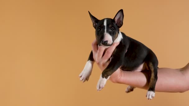 A női kéz egy bika terrier kiskutyát tart sárga stúdió háttérben. Egy kis fajtiszta barna kutya fekszik a tulajdonosok kezét, és várja. Közelről. Lassú mozgás.. — Stock videók