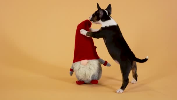 Słodki zwierzak bawi się zabawką świąteczną gnoma. Bull terrier szczeniak frolics na żółtym tle studio. Zamknij drzwi. Zwolniony ruch. — Wideo stockowe