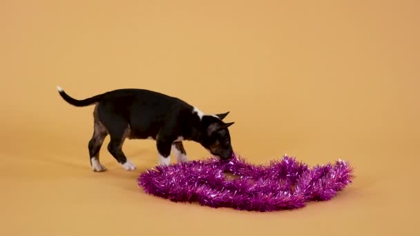 Miniatyr tjur terrier valp sniffar den lila julen tinsel med nyfikenhet. Doggy kid är kul spelas på en gul studio bakgrund. Närbild. Långsamma rörelser. — Stockvideo