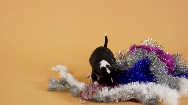Valiente perrito terrier toro olfatea oropel de Año Nuevo con curiosidad. Miniatura mascota pedigreed divertirse en un fondo de estudio amarillo. De cerca. Movimiento lento. — Vídeo de stock