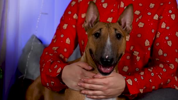 Vrouw in een feestelijk rood shirt knuffelt en aait een volwassen stierenvechter. Purebred dier kijkt recht terwijl zitten tegen de achtergrond van de kamer. Sluit maar af. Langzame beweging. — Stockvideo