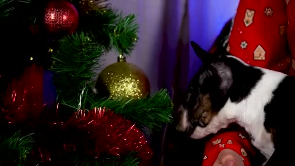 Kleiner Bullterrier-Welpe schnüffelt beherzt Silvesterspielzeug und Lametta am Weihnachtsbaum. Lieblingstier sitzt in den Händen einer Frau im roten Hemd vor der Kulisse des dekorierten Zimmers. Aus nächster Nähe. Zeitlupe. — Stockvideo