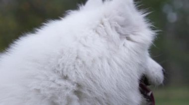 Bir sonbahar parkının bulanık arka planında büyüleyici bir Samoyed Spitz portresi. Evcil hayvan başını çevirir, yüzünü kameraya çevirir ve dili dışarı fırlamış bir şekilde gülümser. Ağır çekim. Kapat..
