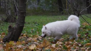 Sonbahar parkında yürüyüş yapan neşeli Samoyed Spitz. Köpek ağaçların arasında düşen sarı yapraklarla koşar. Ağır çekim. Kapat..