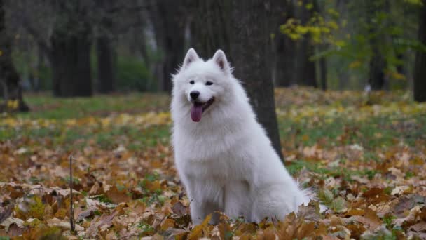 Retrato de un spitz blanco esponjoso Samoyedo en el bosque de otoño sobre el fondo de hojas amarillentas caídas. El perro se sienta en el bosque, mira hacia adelante y se lame los labios. En cámara lenta. De cerca.. — Vídeo de stock