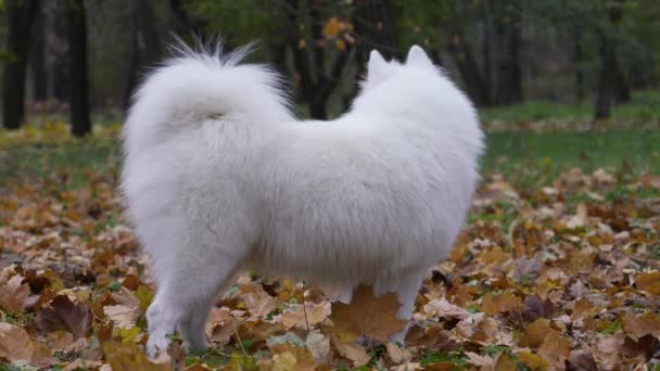 Sidovy över en Samoyed Spitz hund i skogen på gulnade fallna blad. Snövit sällskapsdjur står i full tillväxt med tungan hängande. Sakta i backarna. Närbild. — Stockvideo