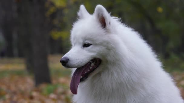 Um cão saudável ativo da raça Samoyed Spitz em um fundo borrado de folhas caídas amareladas. Feche um focinho de cães com a língua saliente enquanto caminha em um parque de outono. Movimento lento. — Vídeo de Stock