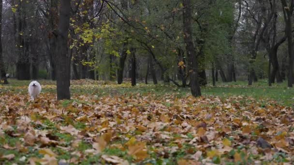 Samojed pes procházky v podzimním parku na spadlé žluté listí. Rychlý mazlíček si užívá venkovní běh. Zavřít. Zpomalený pohyb. — Stock video