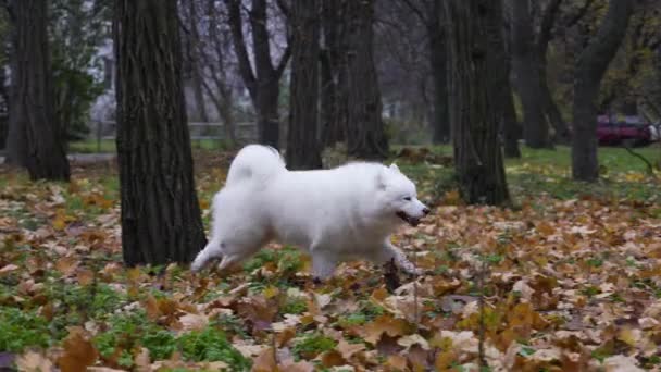 Veselý Samoyed plivátka v přírodě. Domácí mazlíček rychle běží na spadlém listí v podzimním parku. Zpomal. Zavřít. — Stock video