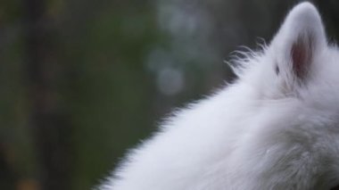 Samoyed Spitz cinsinin eğitimli bir köpeği başı dik havlar. Sonbahar ormanının bulanık arka planında bir hayvanın ağzını kapat. Yavaş çekim.