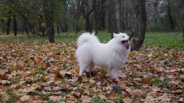 Čistokrevný Samoyed Spitz štěká a běhá v kruhu na spadlých žlutých listech. Pes na procházku v podzimním parku. Zpomal. Zavřít. — Stock video