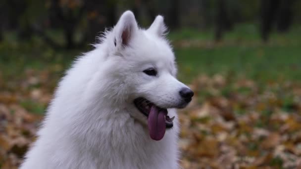 Een actieve gezonde hond van de Samoyed Spitz ras op een wazige achtergrond van vergeelde gevallen bladeren. Close-up van een honden muilkorf met uitstekende tong tijdens het wandelen in een herfst park. Langzame beweging. — Stockvideo