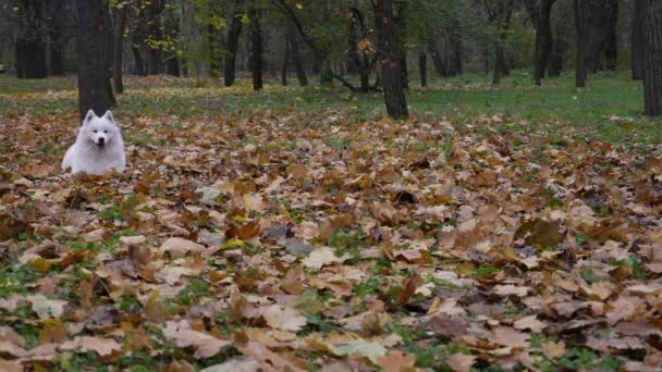 サモイド・スピッツの犬が倒れた葉の上の公園にいる。ペットは突然立ち上がり、所有者に楽しく走ります。ペットケア、遊び、トレーニングの概念。スローモーション。閉じろ!. — ストック動画
