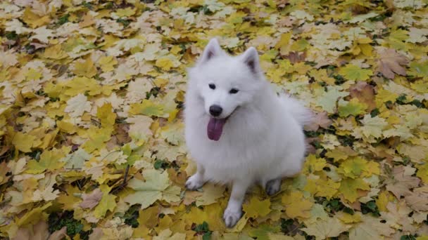 Top view of a purebred Samoyed Spitz in an autumn park. The pet sits on golden yellow fallen leaves with a protruding tongue and twists its head. Nice autumn weather for a walk. Slow motion. Close up. — Stock Video