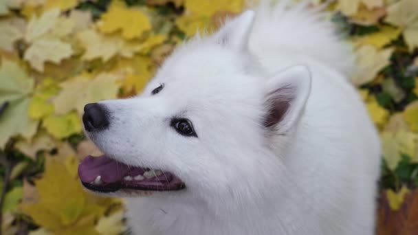 Une vue aérienne d'un Samoyed Spitz moelleux souriant avec sa tête vers le haut sur un fond de feuilles jaunes dorées tombées. Gros plan d'une muselière pour animaux. Le chien se tord la tête. Mouvement lent. — Video