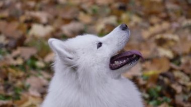 Düşen yaprakların bulanık arka planında Samoyed Spitz köpeğinin portresi. Köpeğin ağızlığını kapat. Hayvan başını kaldırdı ve dilini dışarı çıkararak havladı. Yavaş çekim.