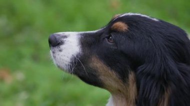 Yeşil çimenlerin bulanık arka planında Avusturalya çoban köpeğinin ağızlığının yan görüntüsü. Hayvan yorgun bir bakışla ileriye bakıyor. Ağır çekim. Kapat..